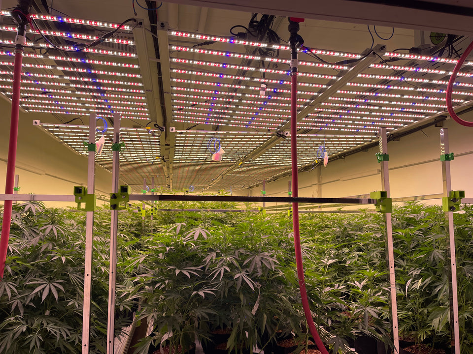 Forever Green Indoors logo