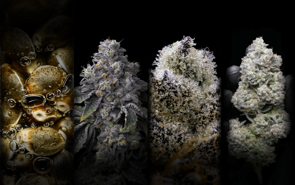 Premium Cultivars logo